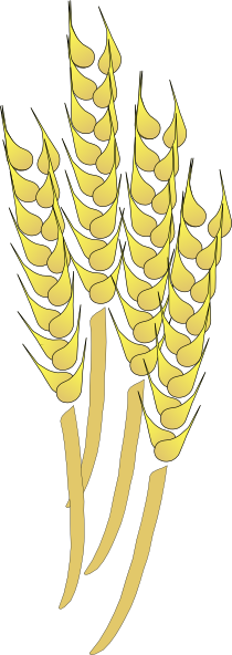 wheat