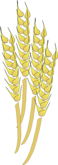 wheat